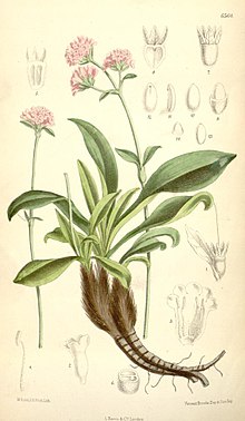 220px-Nardostachys_grandiflora