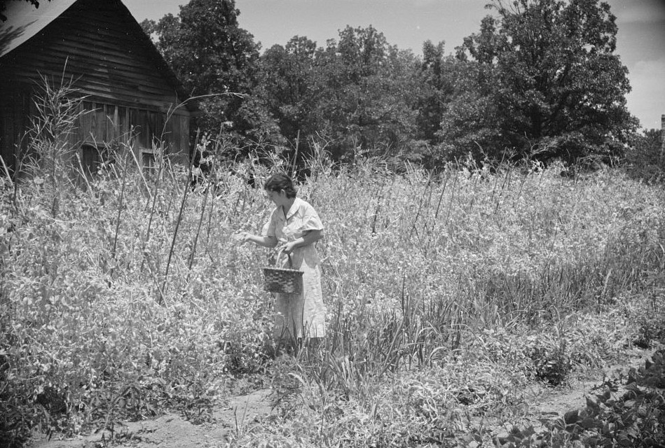 Rehabilitation-client-picking-English-peas-on-farm-near-Batesville-Arkansas-e1409454179239